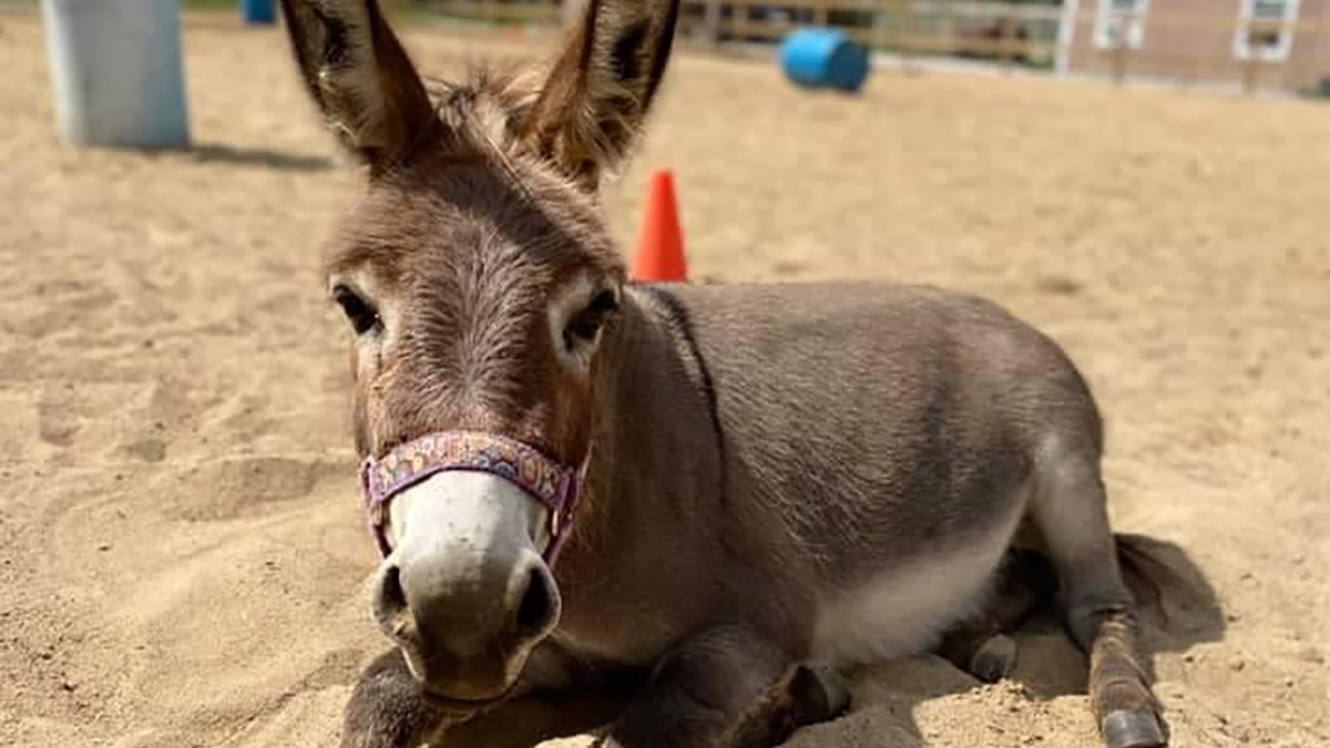 Spring Break Farm Camp at Susanna Farms